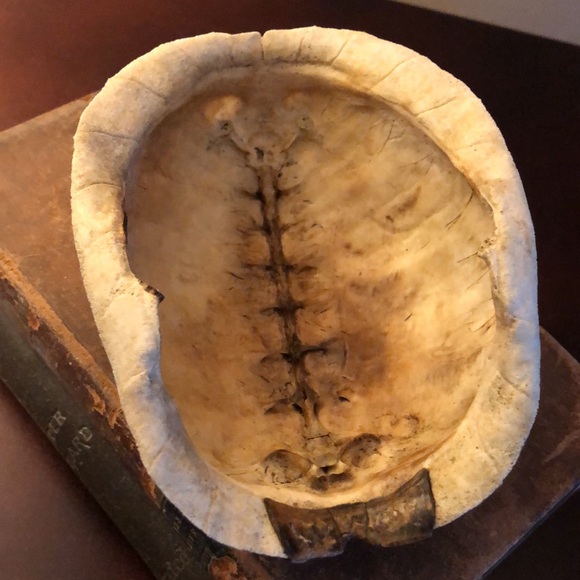 Box Turtle Shell Found In Nature - Picture 6 of 7